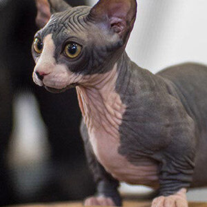 Bambino raza de gato sin pelo