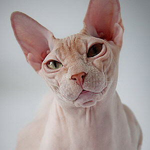 Don Sphynx Donskoy