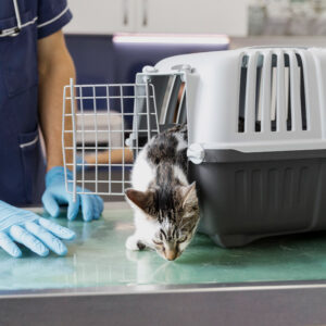 cuando llevar al gato al veterinario y como hacerlo