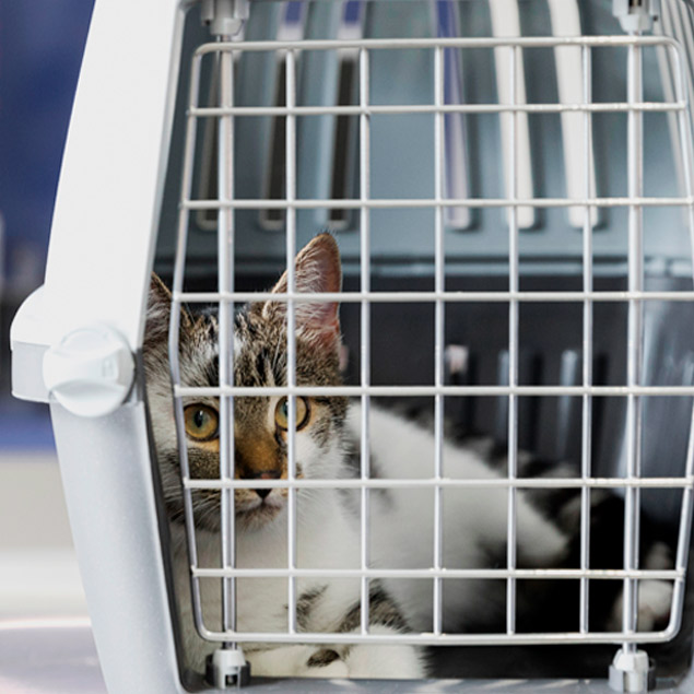 Gato dentro de transportin