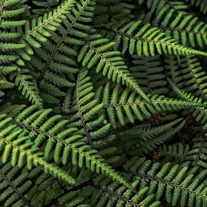 Helecho de Bostón planta no tóxica para gato