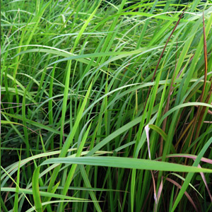 Hierba de limón planta no tóxica