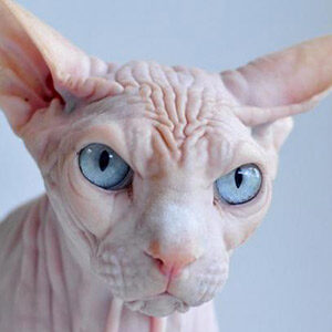 Kohana gato hawaiano sin pelo