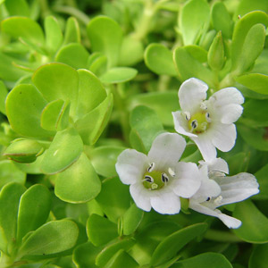 Lágrimas de bebe planta no tóxica para gatos