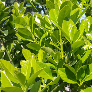 Plantas tóxicas Laurel