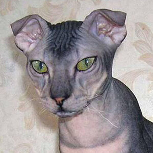 Levkoy gato sin pelo