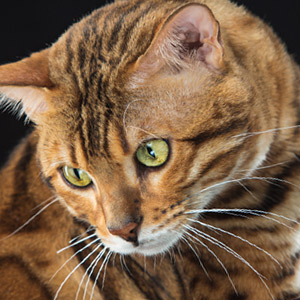 Nombres de gatos películas de cine