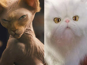 Mr Tinkles y Kitty Galore © Warner Bros Mr Tinkles en Como Perros y Gatos La revancha de Kitty Galore Nombres de gatos del mundo del cine