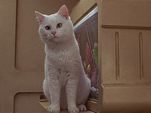 Sweetie en el Quinto elemento © Gaumont Film Company Sweetie en El Quinto elemento Nombres de gatos del mundo del cine
