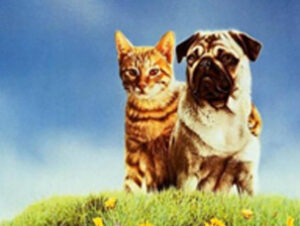 Milo en Las Aventuras de Milo y Otis © Columbia Pictures Milo en Las Aventuras de Milo y Otis Nombres de gatos del mundo del cine