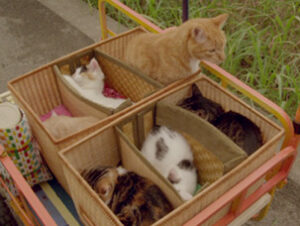 Rent-a-Cat © Suurkiitos Rent-a-Cat Nombres de gatos del mundo del cine