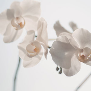 Orquídea planta no tóxica para gatos