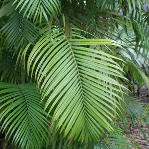 Palma Areca no tóxica