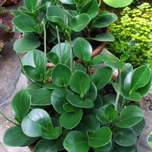 Peperomia planta no tóxica