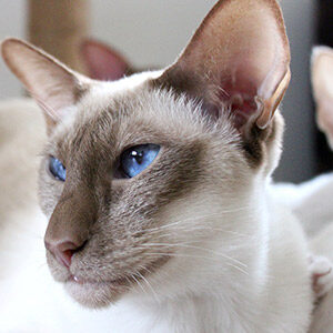 Peterbald gato sin pelo