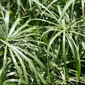 planta araña cinta no toxica para gatos