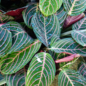 Planta de la oración planta no tóxica