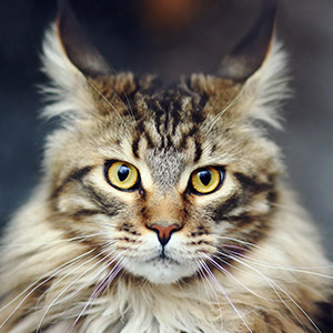 razas de gatos grandes