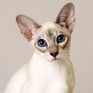 Raza de gato sin pelo