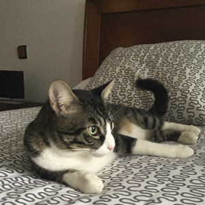 Ronda cama habitación