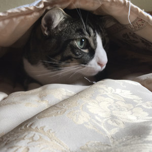 Ronda entre sábanas