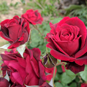 Rosal planta no tóxica