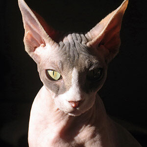 gato egipcio sphynx esfinge