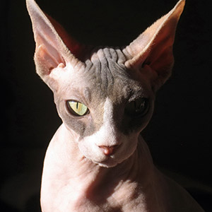 gato egipcio sphynx esfinge