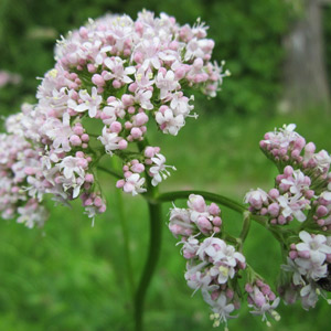 Valeriana planta no tóxica para gatos