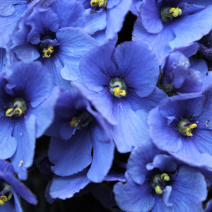 Violeta Africana planta no tóxica