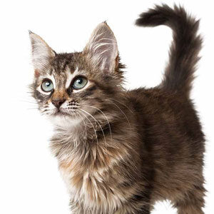 Cachorro gatito adopción