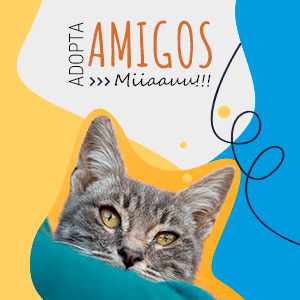 Elegir gato antes de adoptar