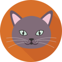 Jackie Jackie gato negro