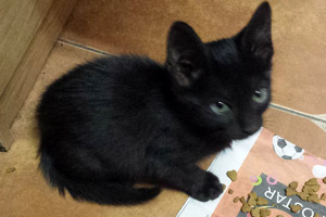 Jackie comiendo Jackie comiendo