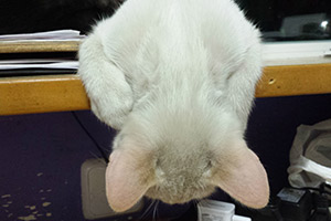 Nuca boca abajo Gato Nuca boca abajo