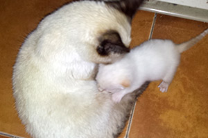 Nuca con su madre Nuca con su madre