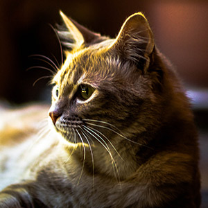 salud gato adopción llegada a casa destacada