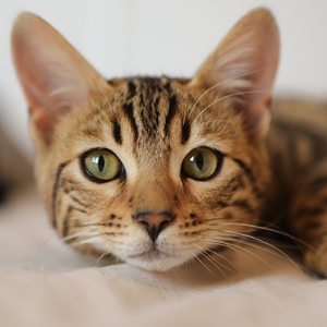 el lenguaje de los gatos felicidad