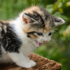 el lenguaje de los gatos maullido de cachorro