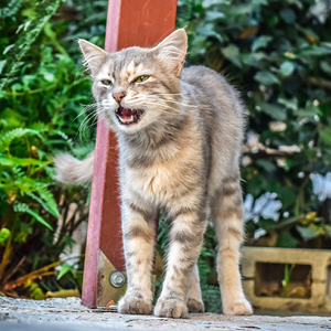 el lenguaje de los gatos agresivo