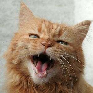 el lenguaje de los gatos agresividad