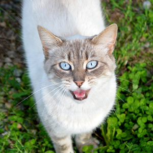 el lenguaje de los gatos maullido