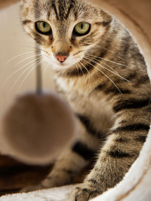 gatito rascador juego gato