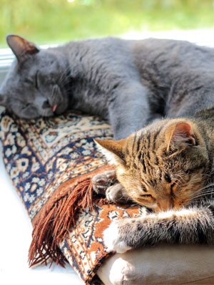 gatos durmiendo ventana casa