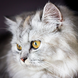 origen del gato persa