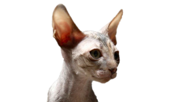 raza de gatos Cornish Rex