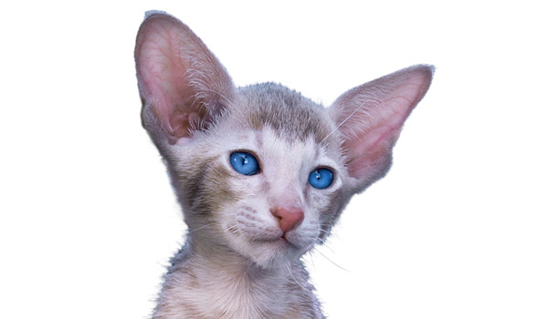 Raza de gato German Rex