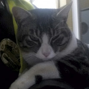 ronda antes de adoptarle con mi hermano