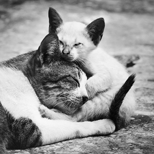 adoptar gatos pequeños