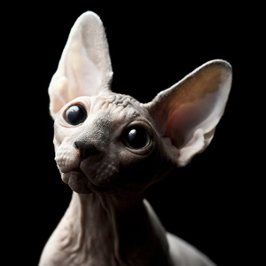 gato egipcio sphynx esfinge piel blanca con manchas negras